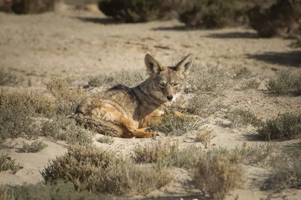 This is a wild coyote found in Baja, California desert.