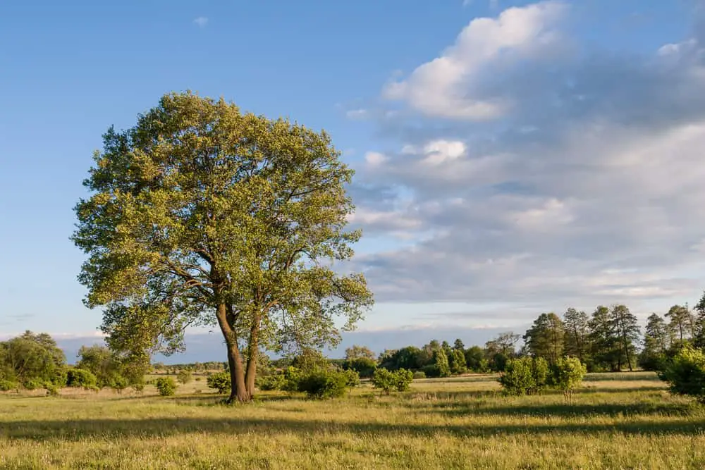 This is a large solitary alder tree in a meadow.