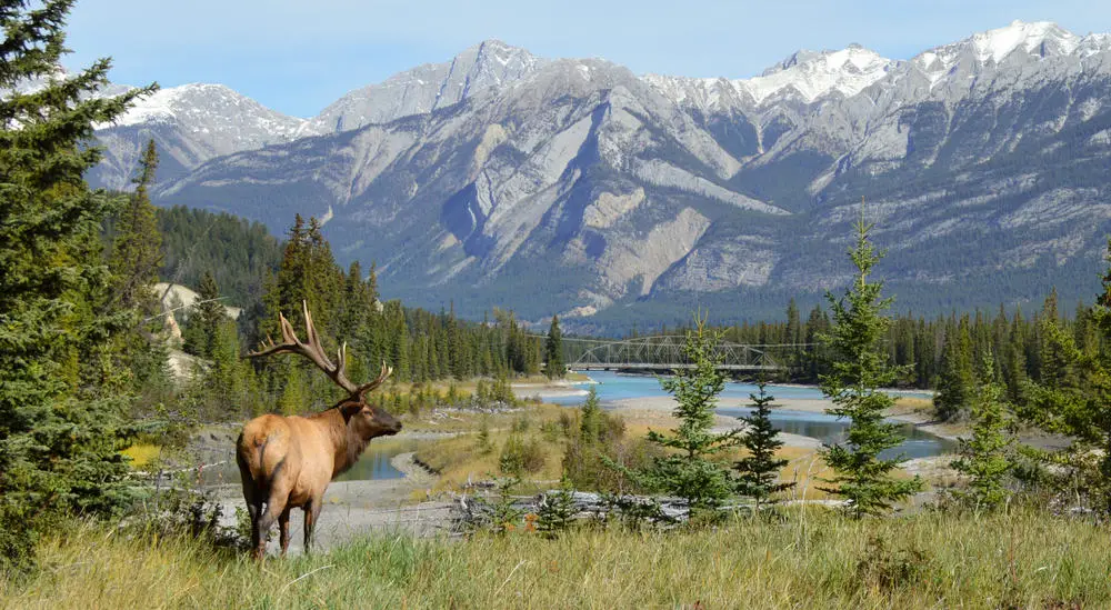 This is a wild elk inside Jasper National Park in Alberta, Canada.