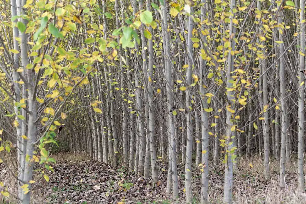 This is a plantation of the black cottonwood trees.