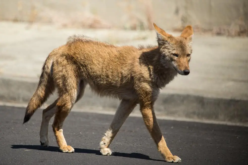 This is a coyote walking on the road in Tiburon Island.