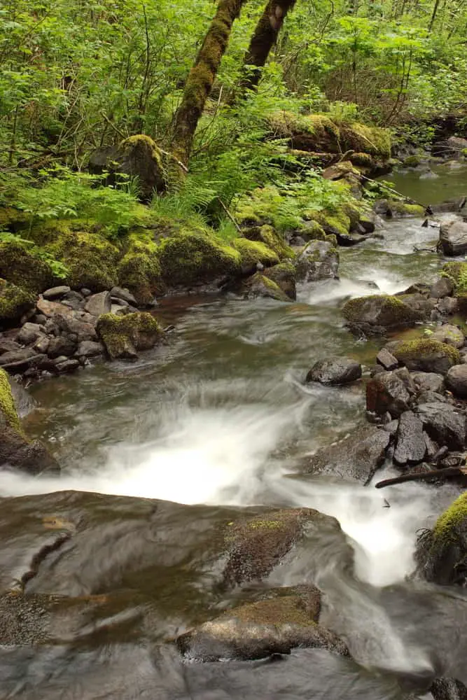 This is a close view of the Elliot Creek in Tillamook State Forest Park.