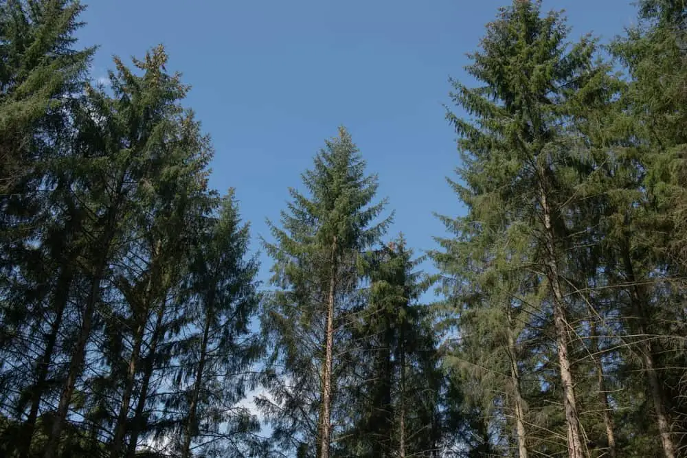 This is a close look at a forest of sitka spruce trees.