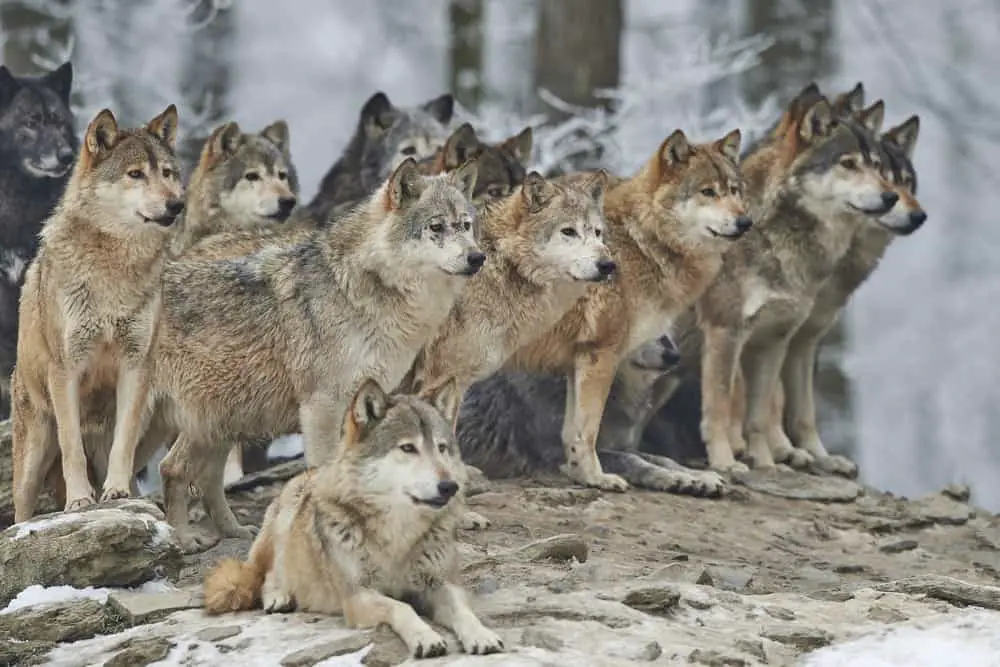 This is a pack of wolves on a snowy rock.