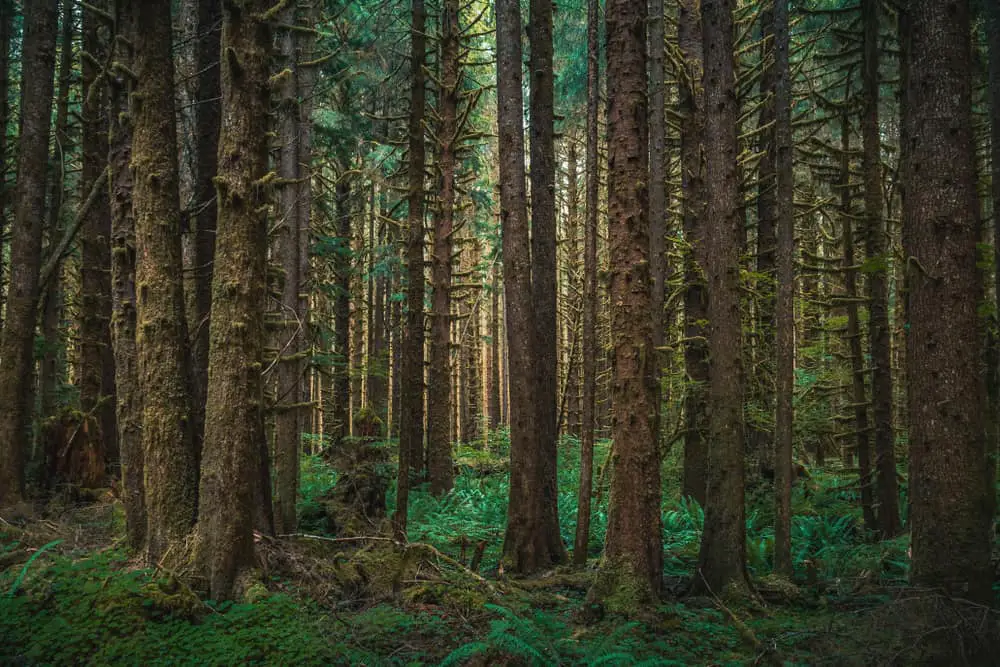 This is a close look at a forest of Western Hemlock Trees.