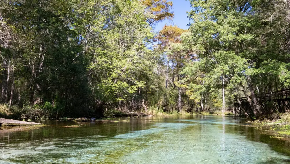 This is a close look at the flowing river of the Gilchrist blue springs state park.