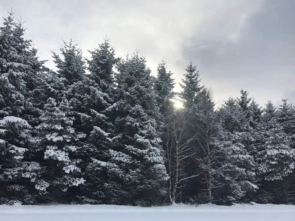 This is a look at the snow-covered white spruce trees.