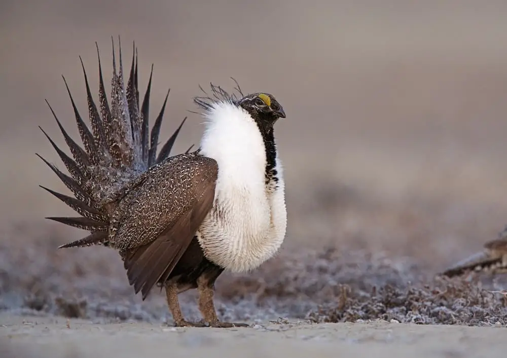 This is a close look at a sage grouse as it performs a mating ritual.