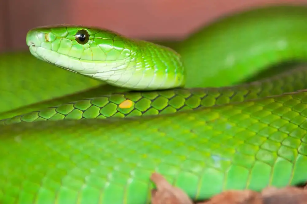 This is a close look at an Eastern Green Mamba.