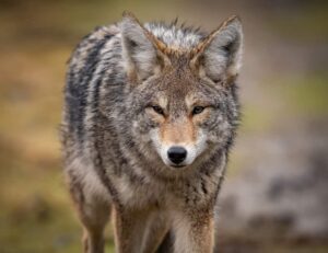 Coyote vs. Wolf | NatureNibble
