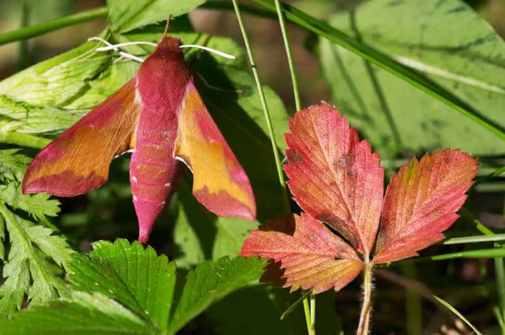 This is a close look at how a butterfly mimics the red leaves.