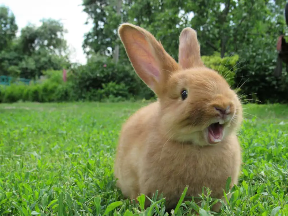 This is a red brown rabbit on a grass lawn.