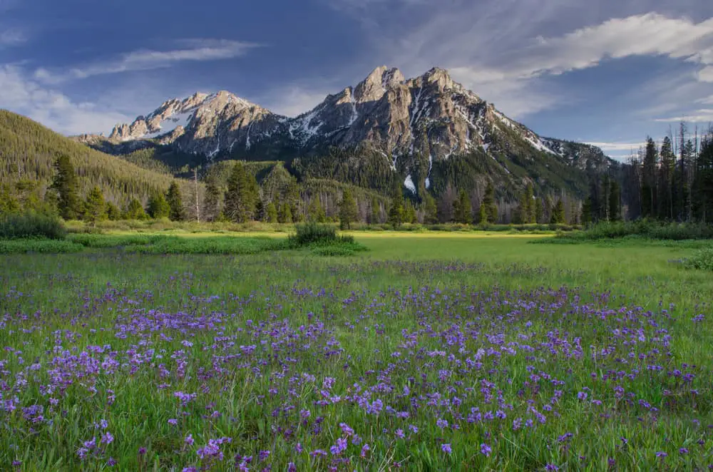 This is a view of the McGown Peak Sawtooth Mountains across from the flower and grass field.
