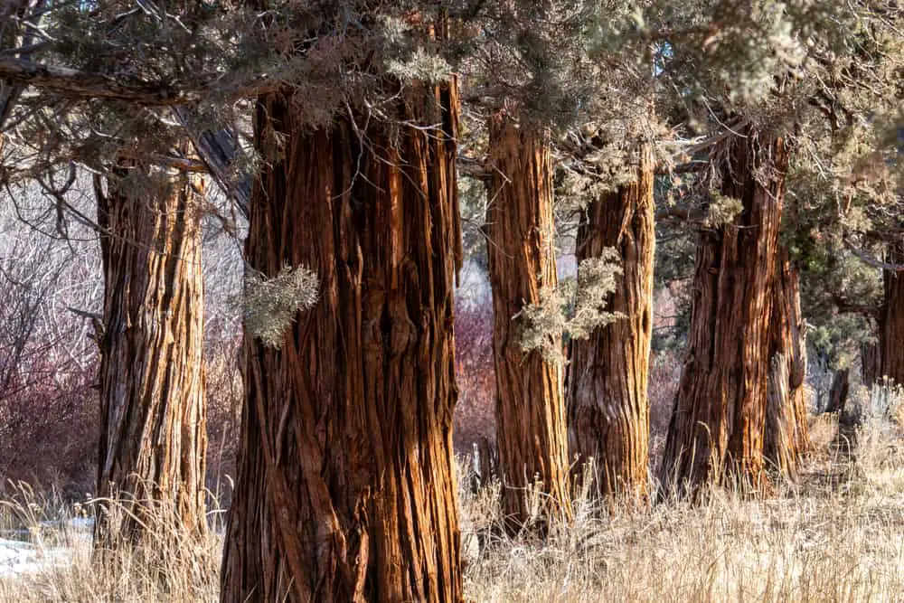 These are mature juniper trees along the Deschutes river.