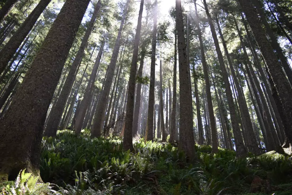 This is a close look at a forest of tall lodgepole pine trees.