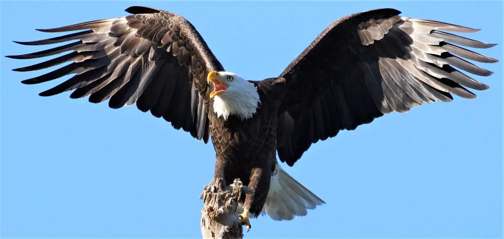 This is a large screaming eagle on a tree branch.