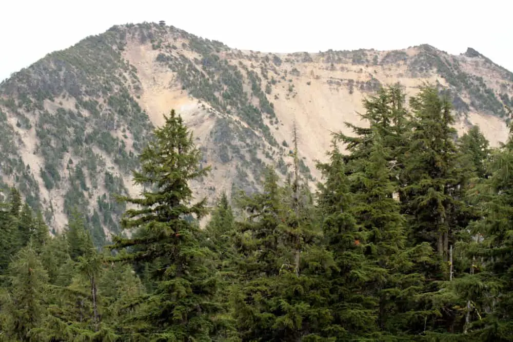 This is a close look at the treetops of the subalpine-fir trees in a national park.