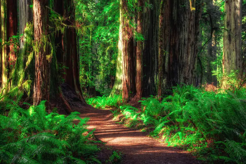 This is a close look at the path through a Redwoods National forest.