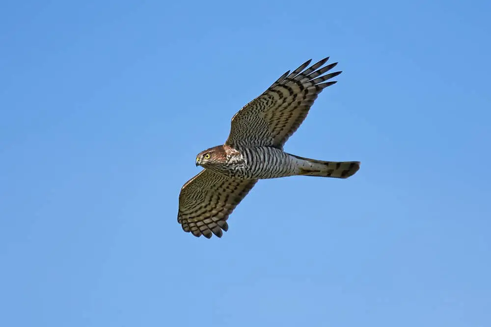 This is a close look at a Eurasian Sparrowhawk flying.