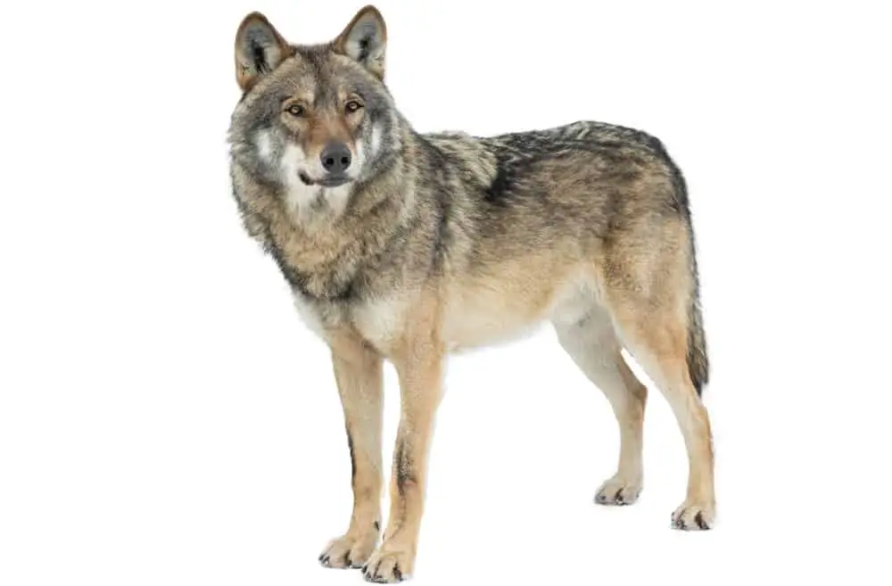 This is a lone gray wolf standing.