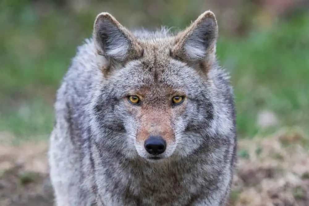 This is a gray coyote close look at the face.
