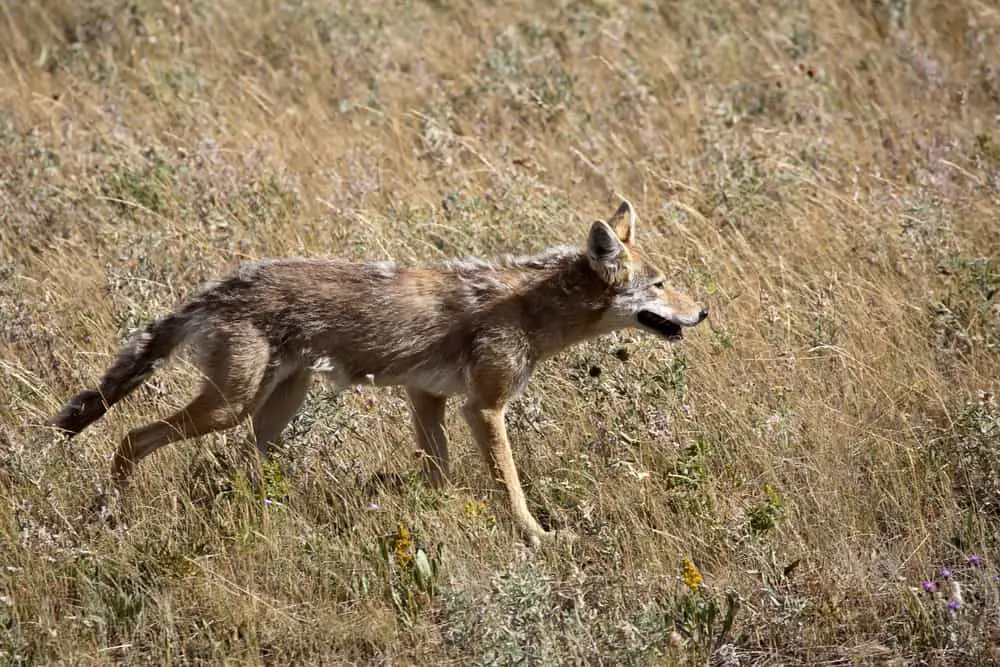This is a plains coyote found in Alberta by the lake.