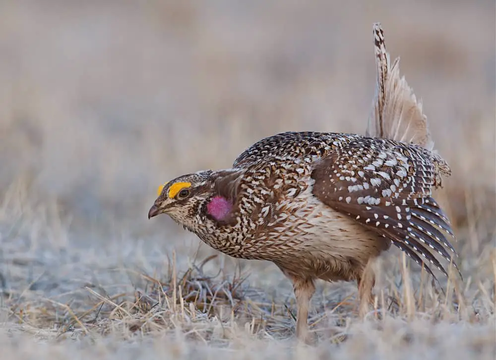 This is a sharp-tailed grouse dancing during a mating ritual in Minnesota, Canada.