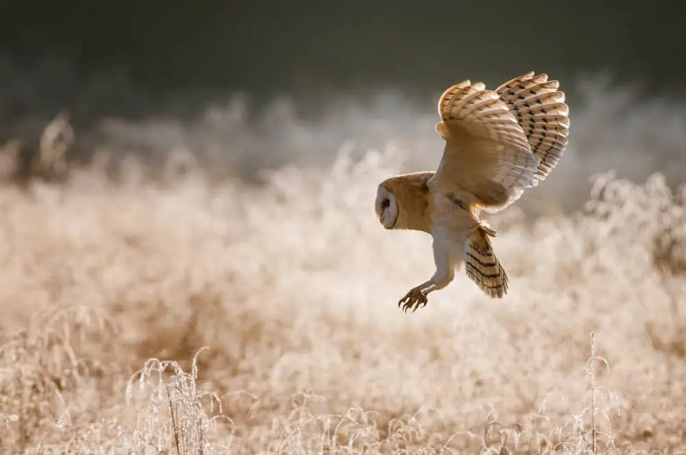 This is a look at a barn owl as it swoops down from flight while hunting.