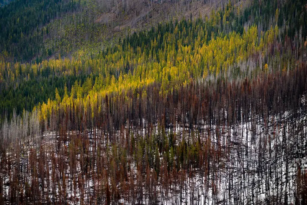 This is an aerial view of the wilderness of Malheur National Forest park in Oregon.