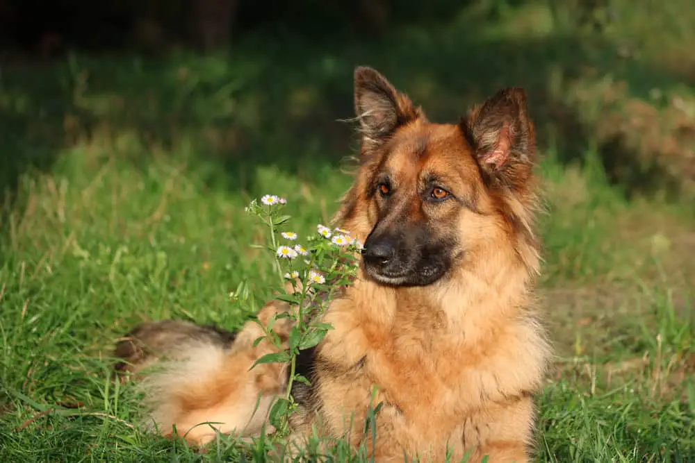 A German Shepherd lounging on a grass field.