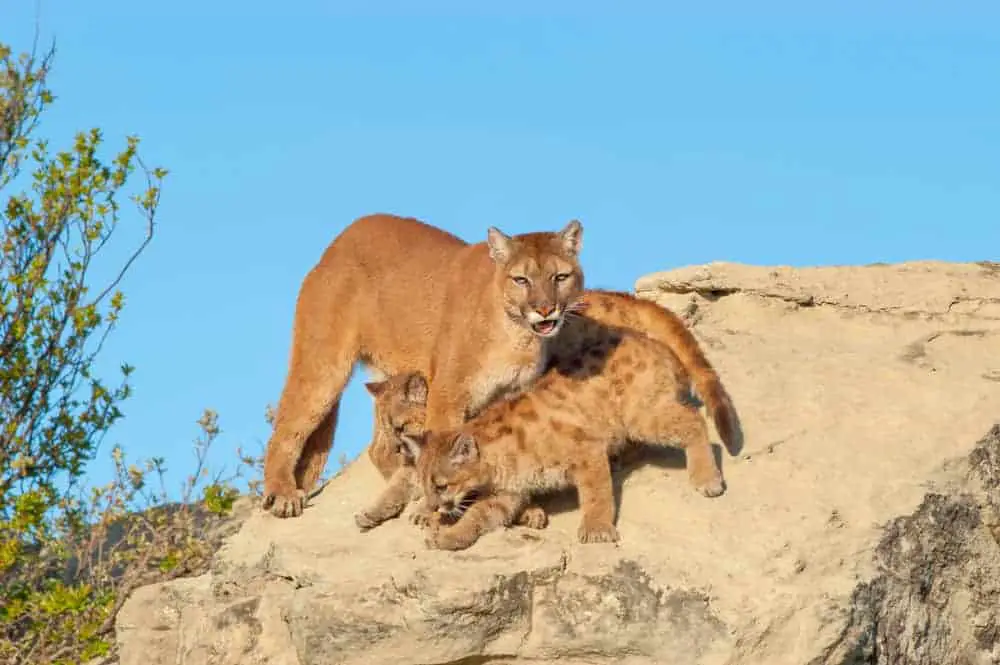 This is a mountain lion protecting her cubs.