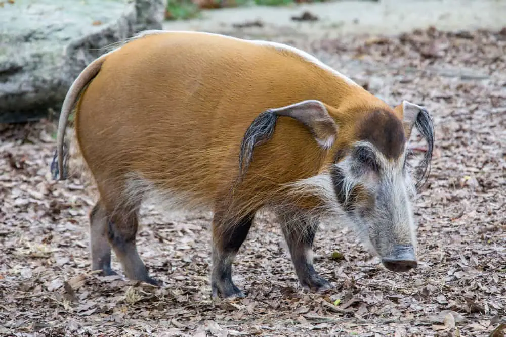 This is a red river hog from the Guinean forest of Africa.