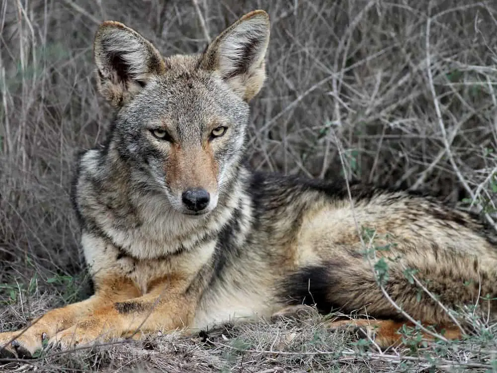 This is a wild coyote resting in Southern Texas.