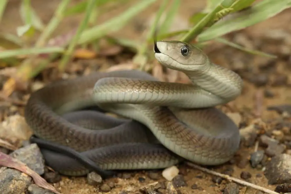 This is a coiled black mamba on the gravel ground.
