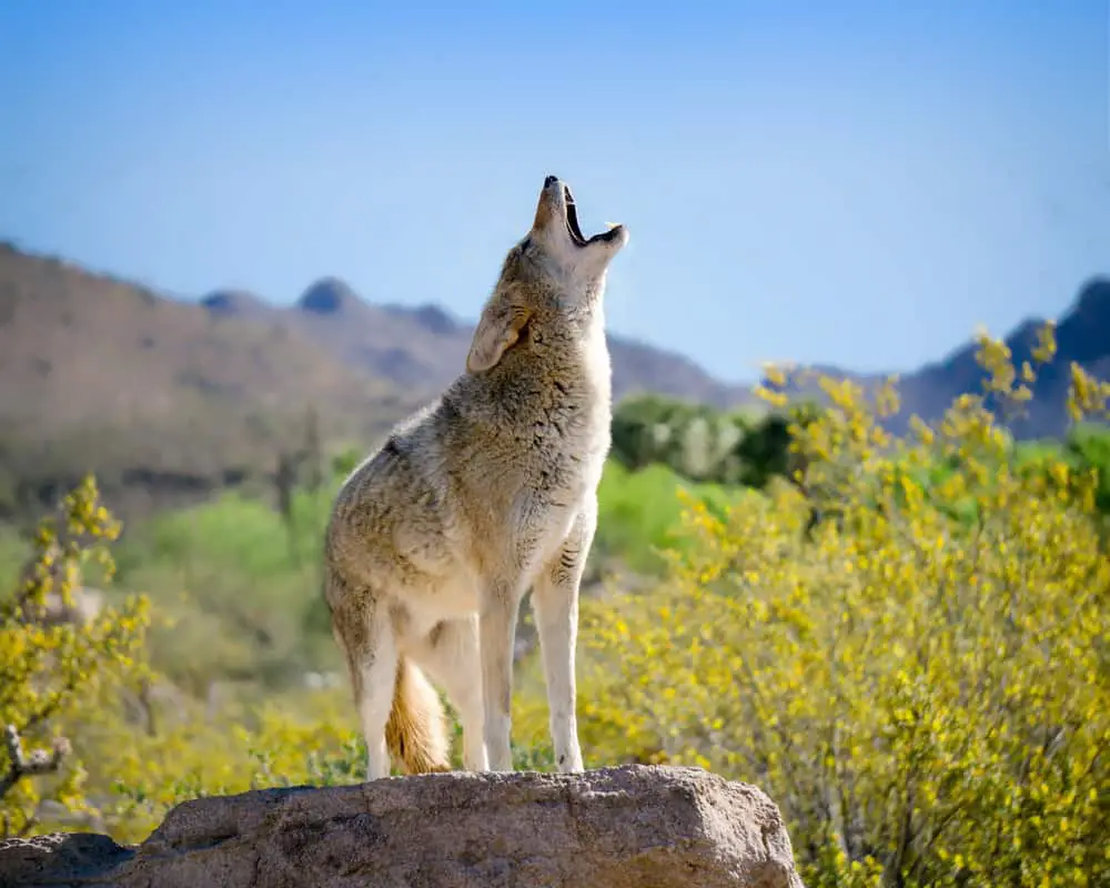 This is a howling coyote standing on a rock ledge surrounded by yellow flowers.