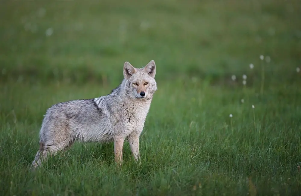 This is an Eastern gray coyote found in Ontario.