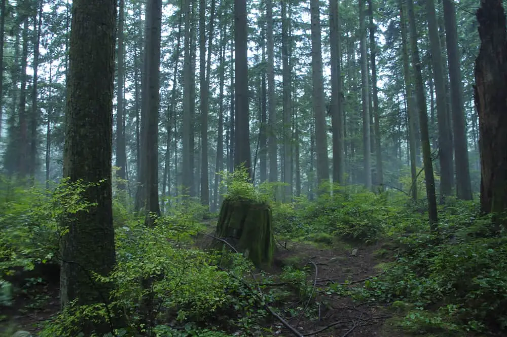 This is a close look at inside a Canadian pine forest during daytime.