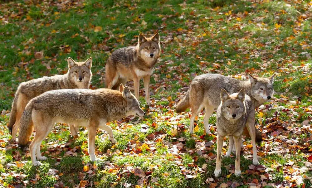 This is a pack of coyotes with gray and brown fur at a grassy area.