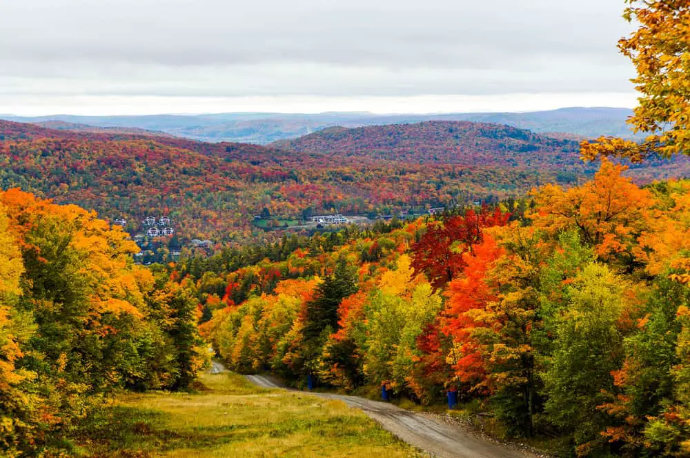 A road lined with thick trees with fall colors.