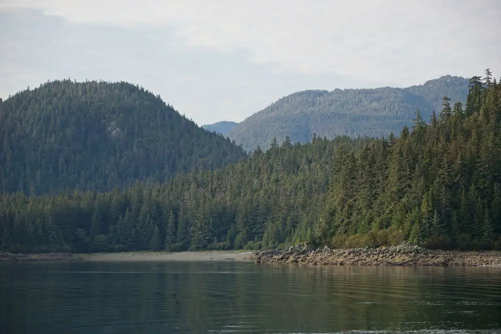 This is a view of the Southeast State forest in Alaska with pines.