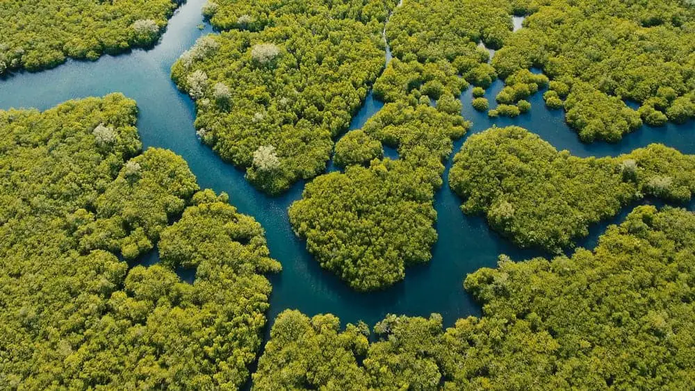 This is an aerial view of mangrove forest with a body of water.