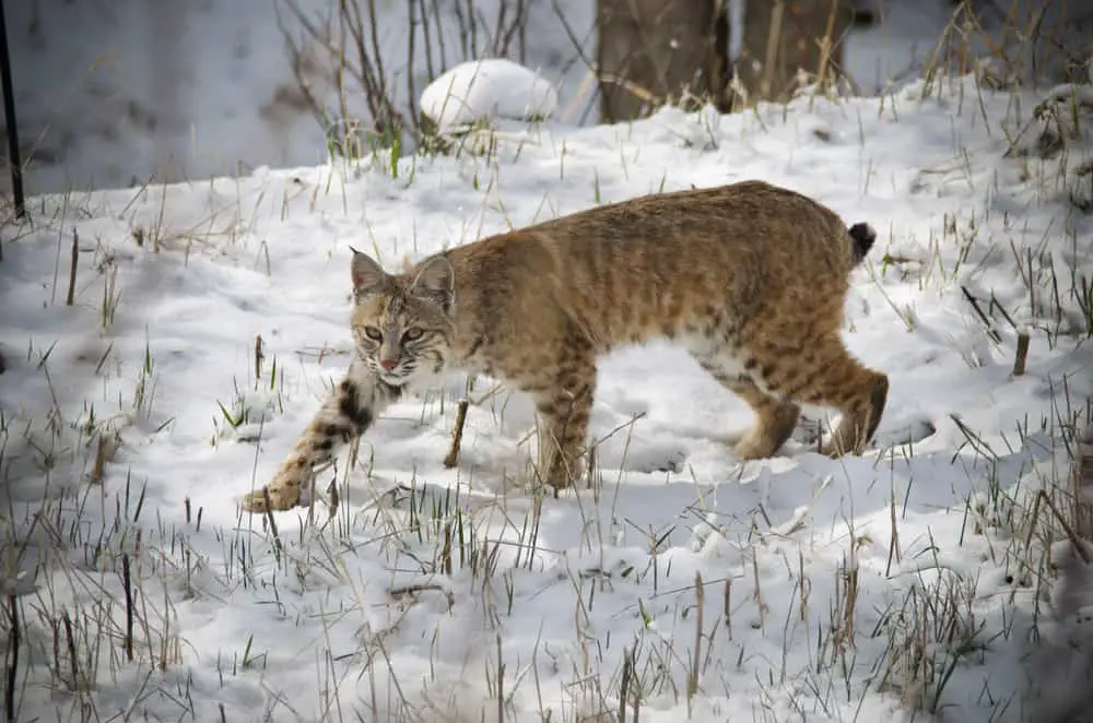 This is a bobcat stalking its prey on a snowy landscape.