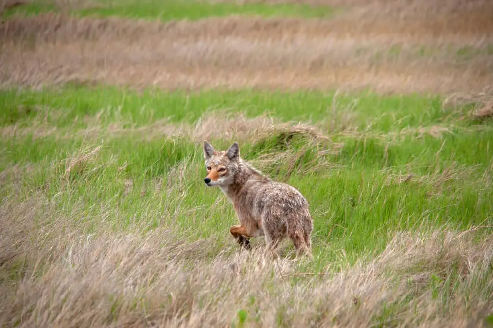 This is an Eastern coyote found in Kansas.