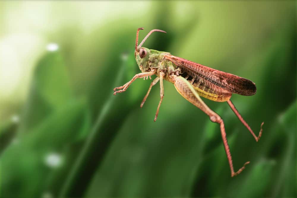 This is a close look at a grasshopper hopping on the leaves.