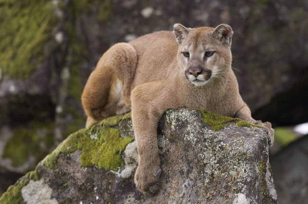 A mountain lion resting atop a large rock.