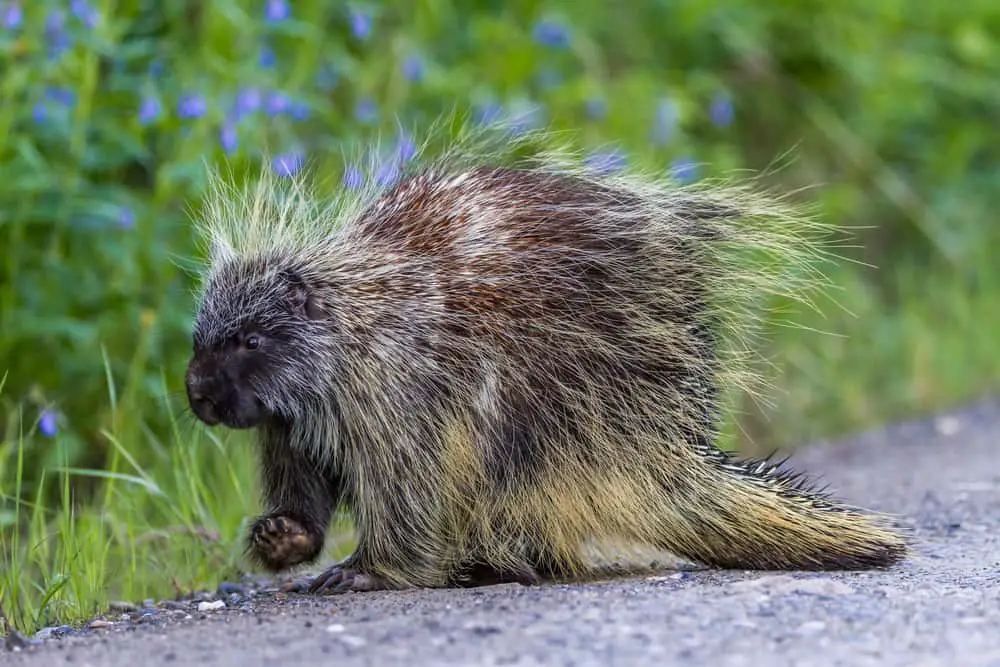 A porcupine walking on a concrete road with grass on the side.