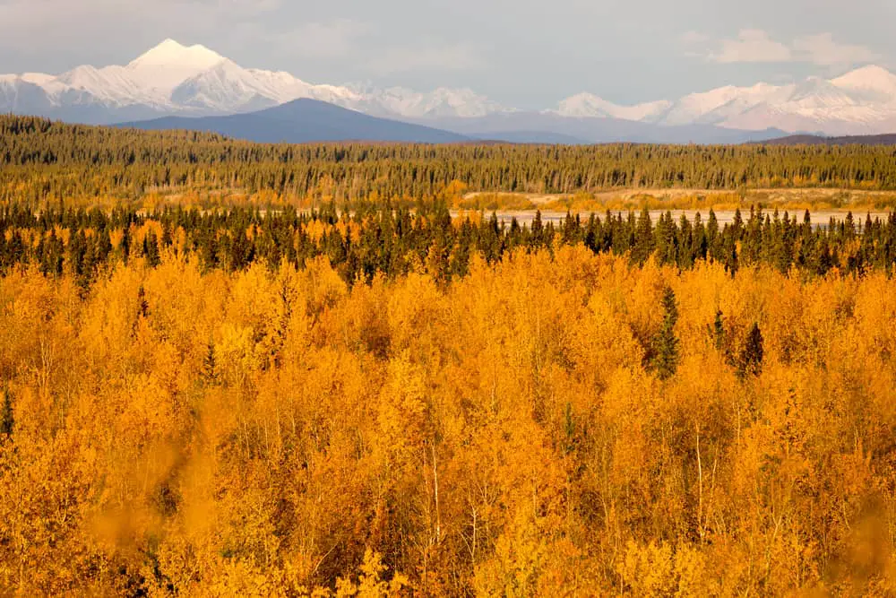 This is an aerial view of the Tanana Valley State Forest with autumn colors.