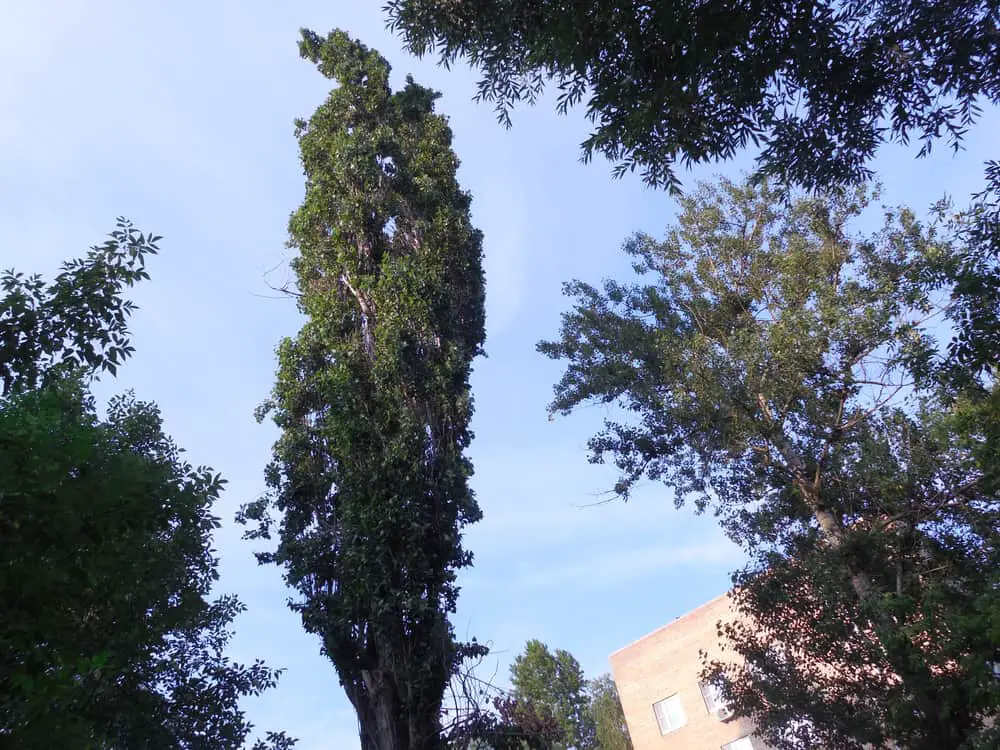 This is a balsam poplar tree showcasing its foliage.