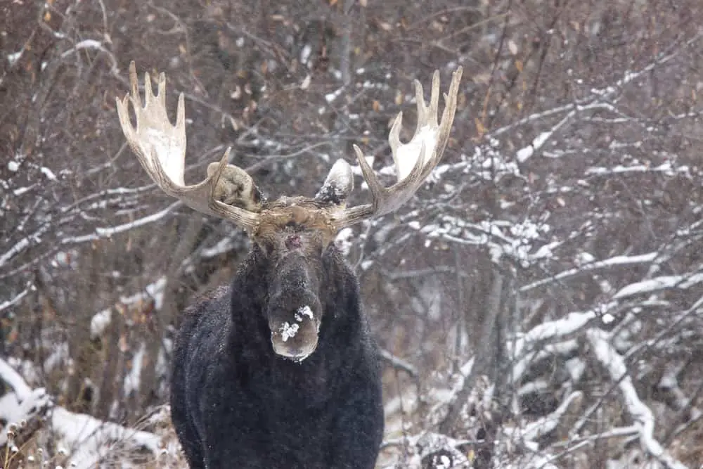 This is a close look at a bull moose in Saskatchewan, Canada.