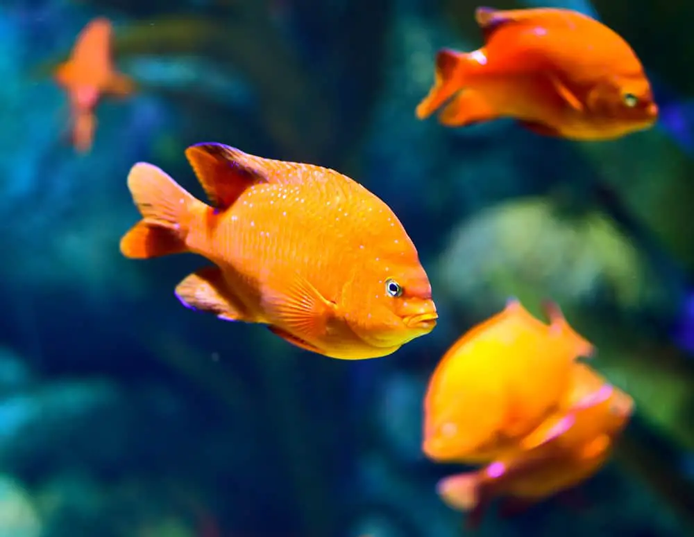 These are multiple garibaldi damselfish swimming in an aquarium.